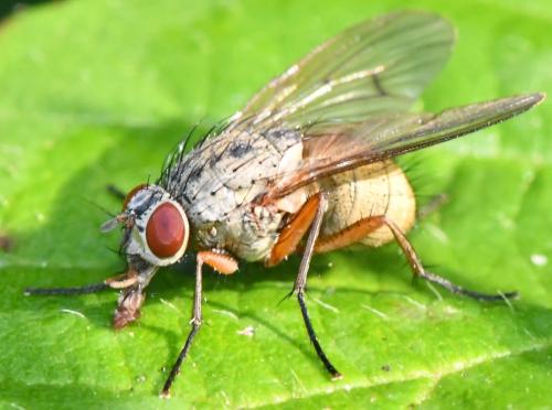 Helina impuncta